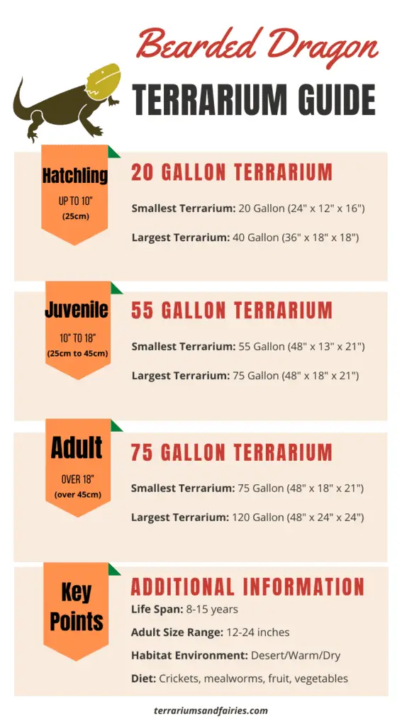 Bearded Dragon Terrarium Size