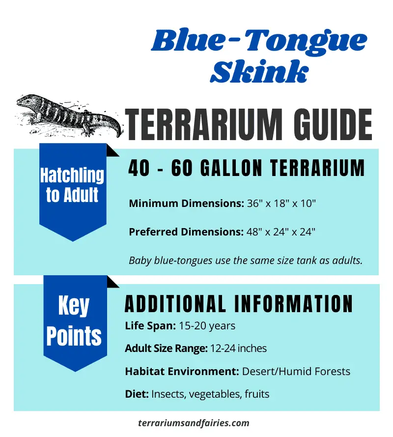 Blue Tongue Skink Terrarium Size