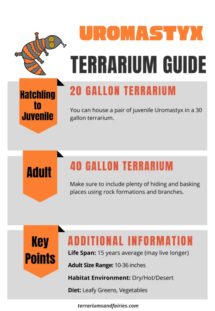 Uromastyx Terrarium Size