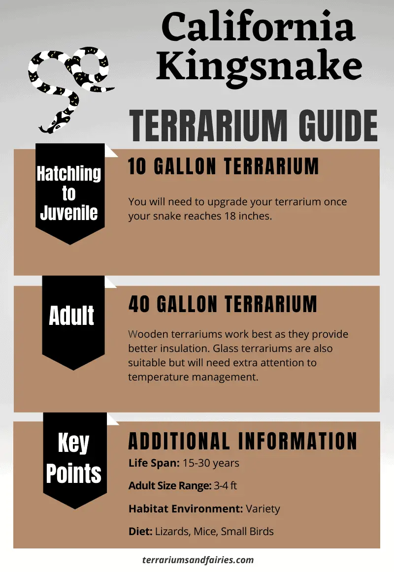 These 15 Reptiles Can Live In A Terrarium/Vivarium Vivarium Vibes