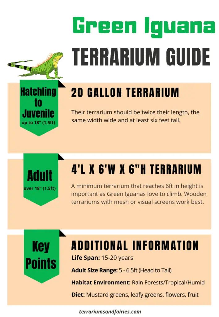 Green Iguana Terrarium Size