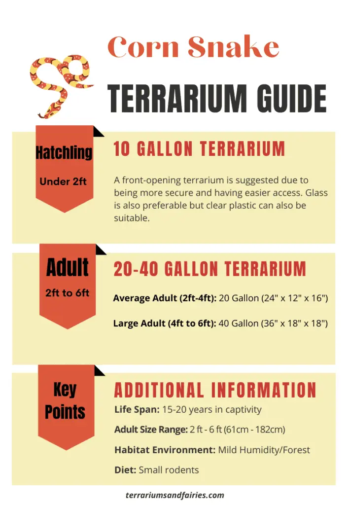 Corn Snake Terrarium Size