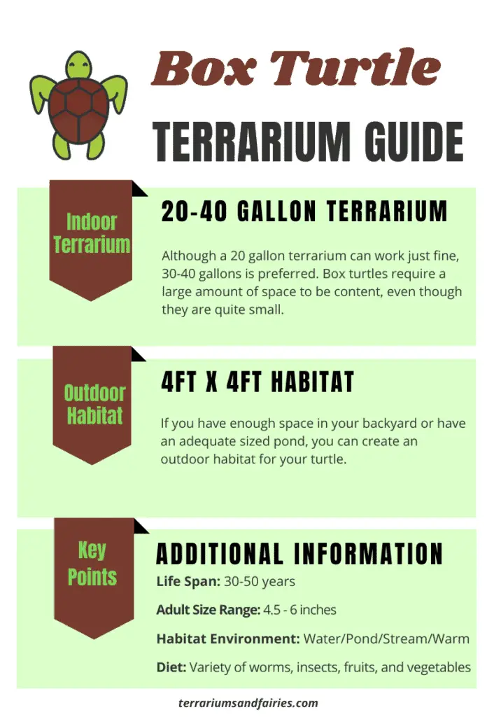 Box Turtle Terrarium Size