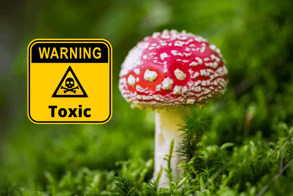 15 Toxic Plants To Keep Out Of Your Reptile’s Terrarium Terrariums