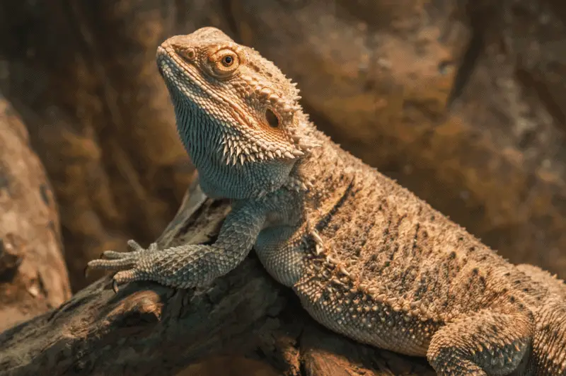 1 bearded dragon