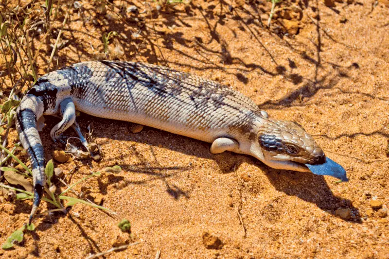 10 blue tongue skink