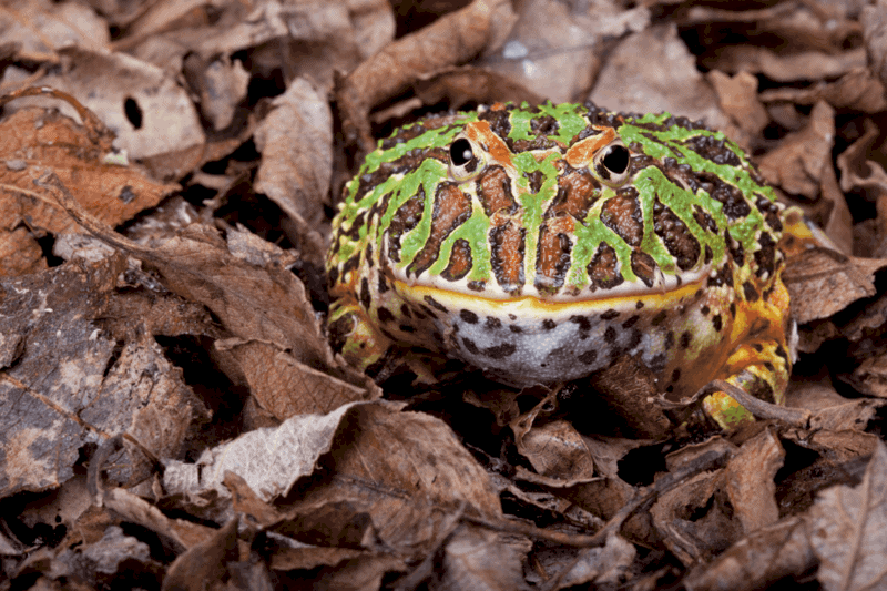 10 pacman frog