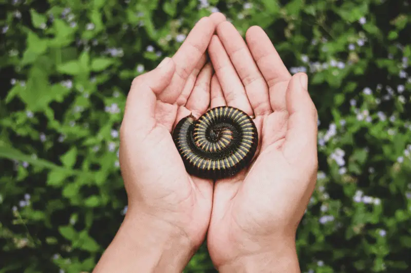 11 giant millipede