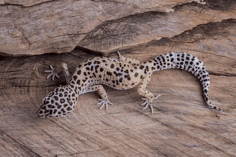 11 leopard gecko