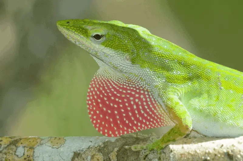 12 green anole