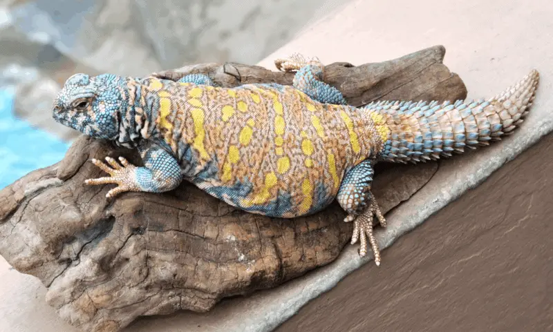 13 uromastyx