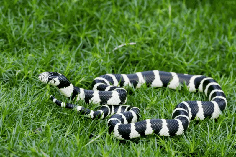 14 california kingsnake