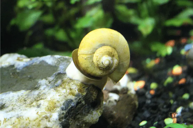 14. mystery snail