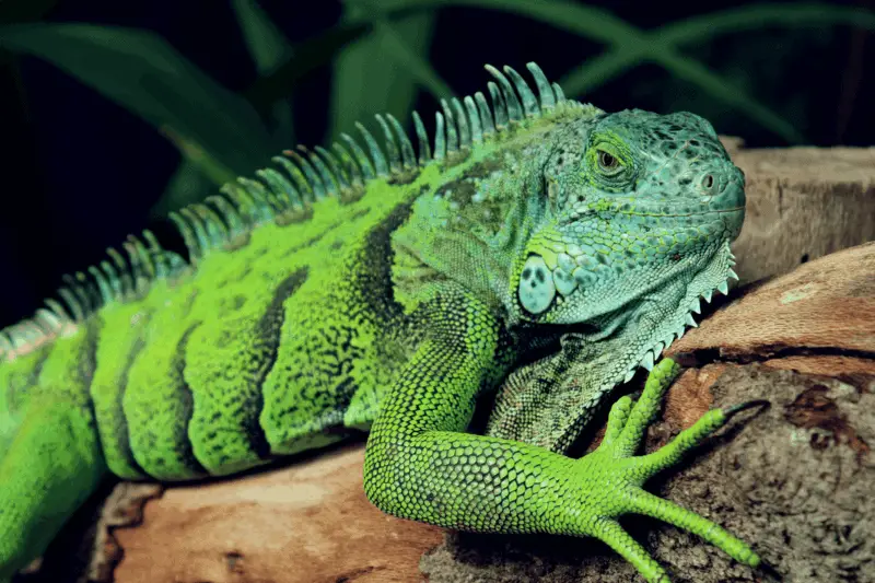 15 green iguana
