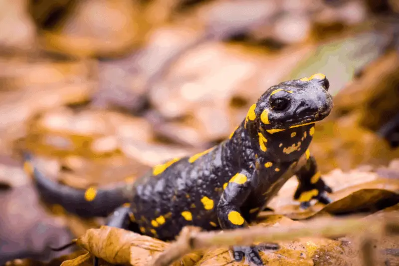 15 salamander