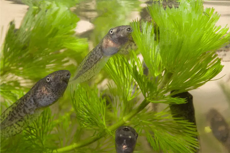 15. tadpoles