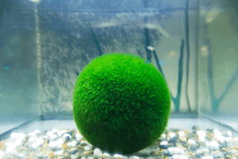 17 marimo moss ball