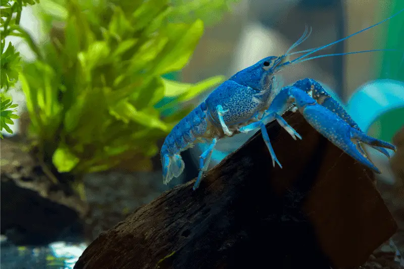 19. electric blue crayfish