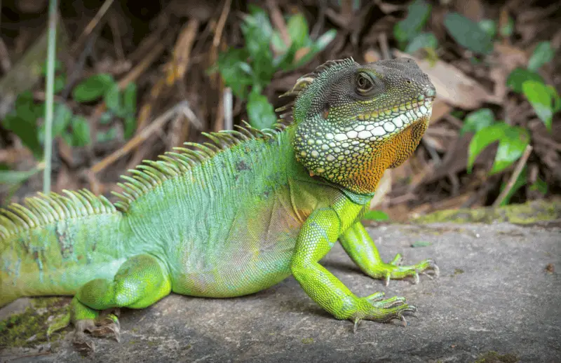 3 chinese water dragon