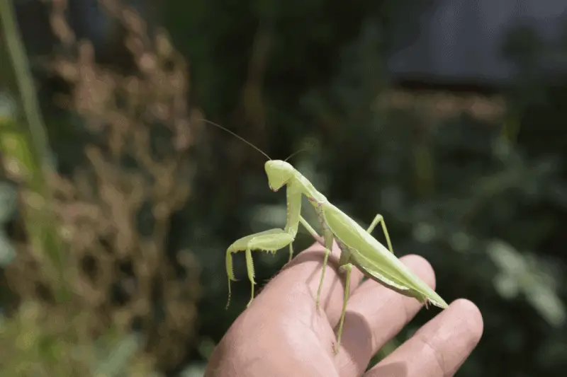 3 praying mantis