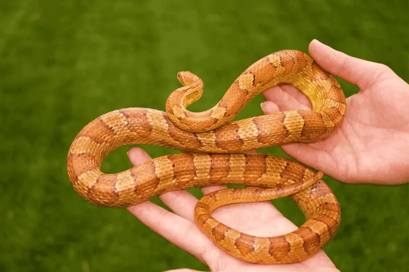 4 corn snake