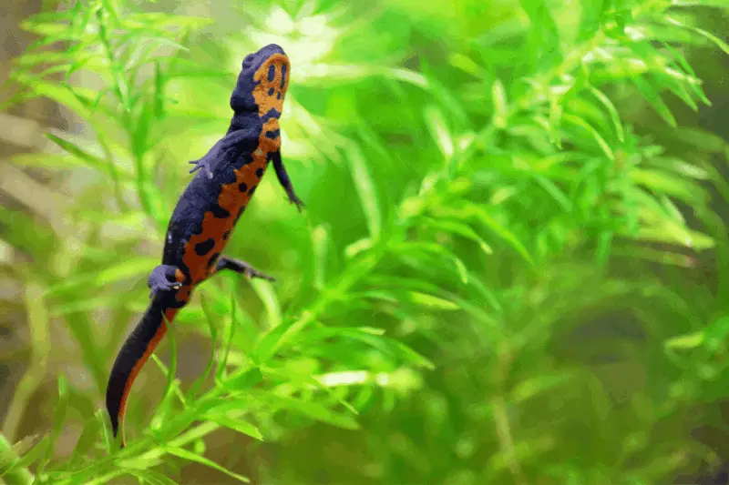 4 fire belly newt