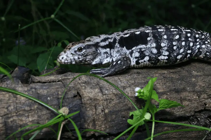 5 argentine black and white tegu