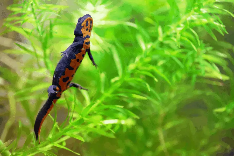 5. fire belly newt