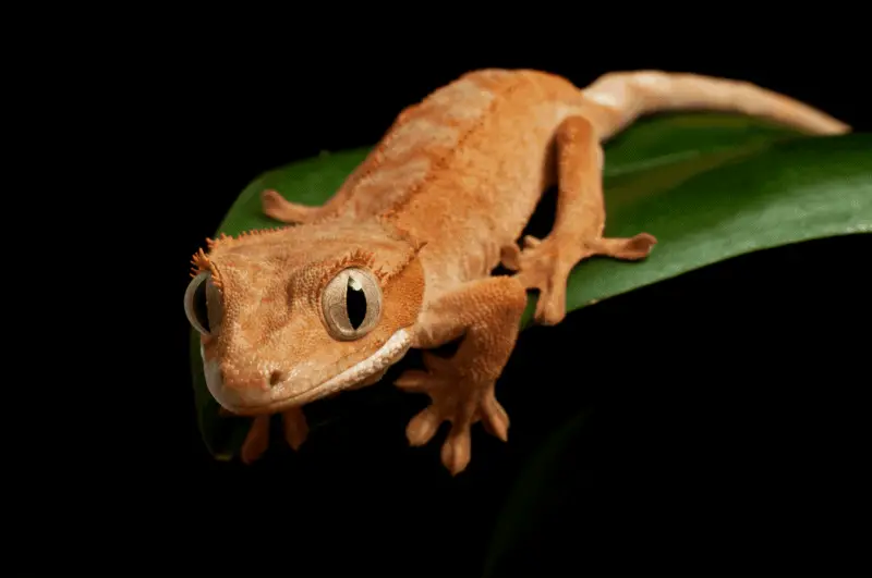 7 crested gecko