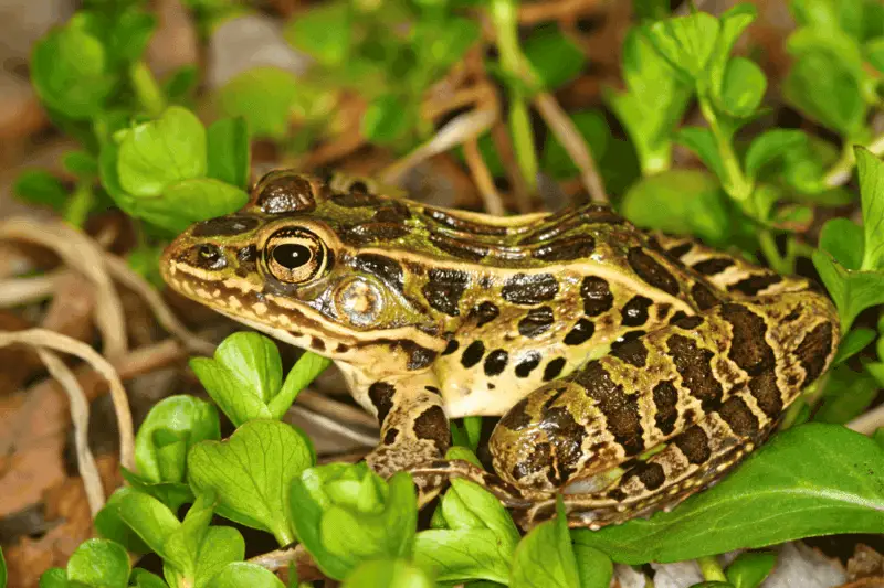 8 leopard frog