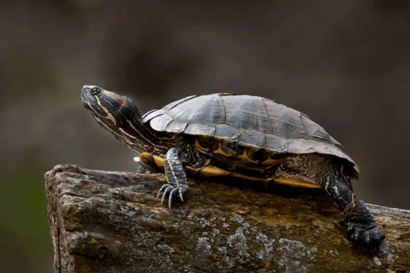 8 red eared slider