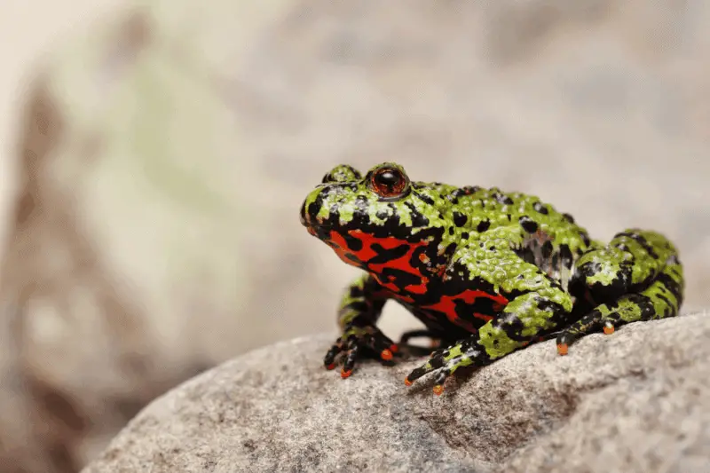 9 fire bellied toad