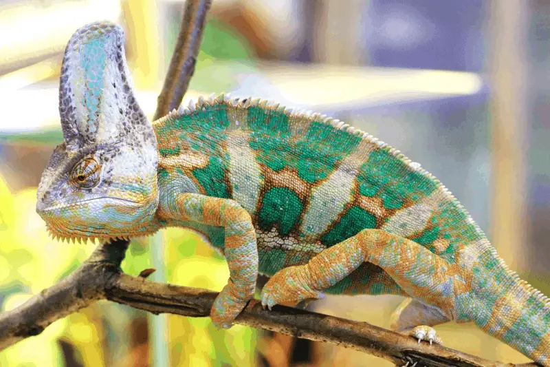 9 veiled chameleon