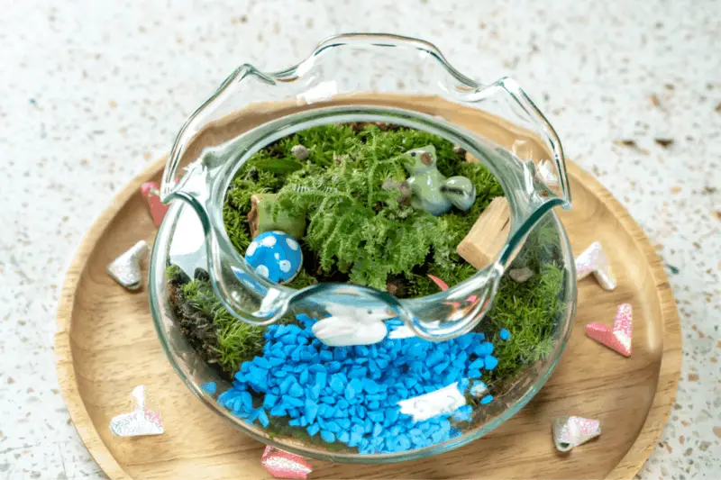 blue stones in terrarium