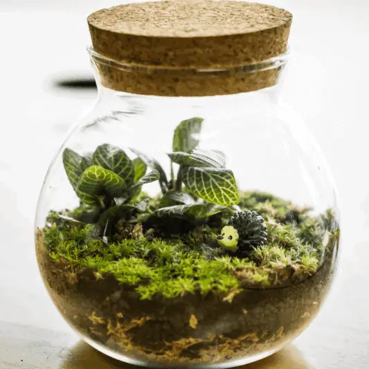 closed terrarium