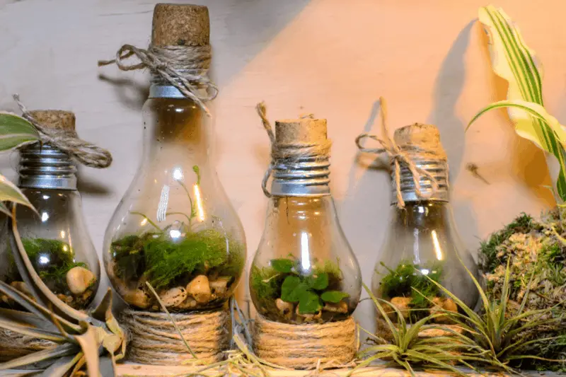 light bulb terrarium