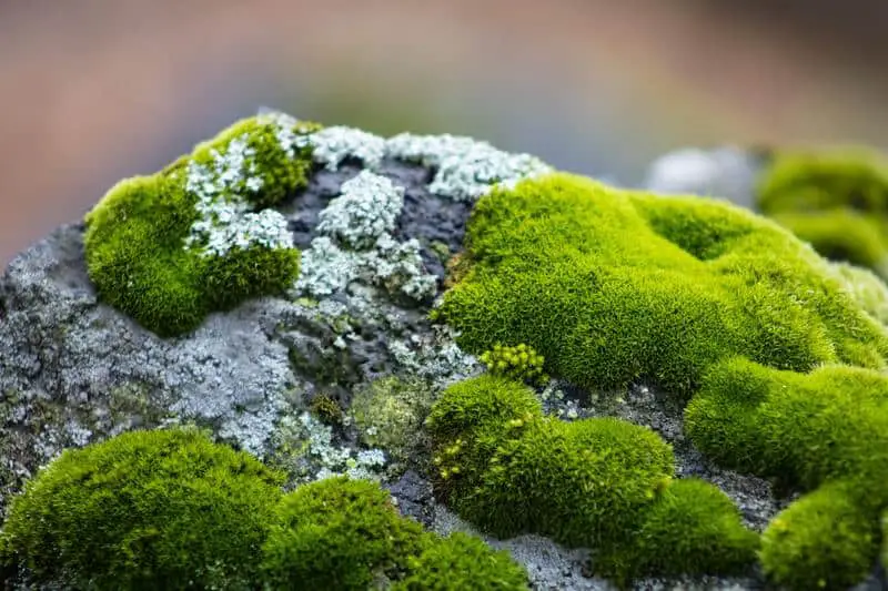 moss