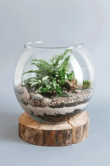 open terrarium