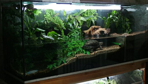 paludarium