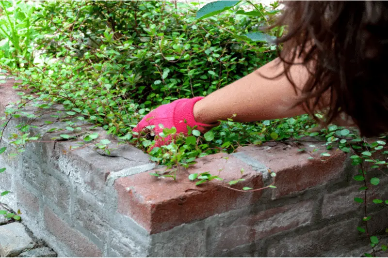 pulling weeds