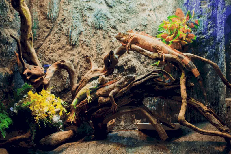 These 15 Reptiles Can Live In A Terrarium/Vivarium Vivarium Vibes