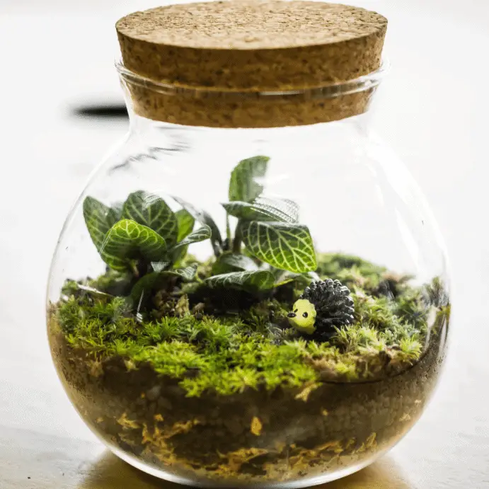 closed terrarium