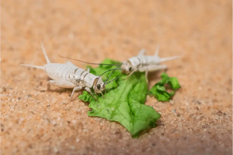 insects in terrarium