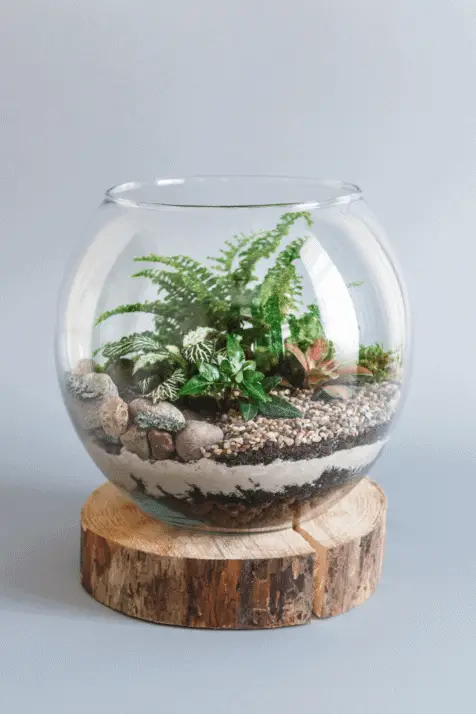 open terrarium