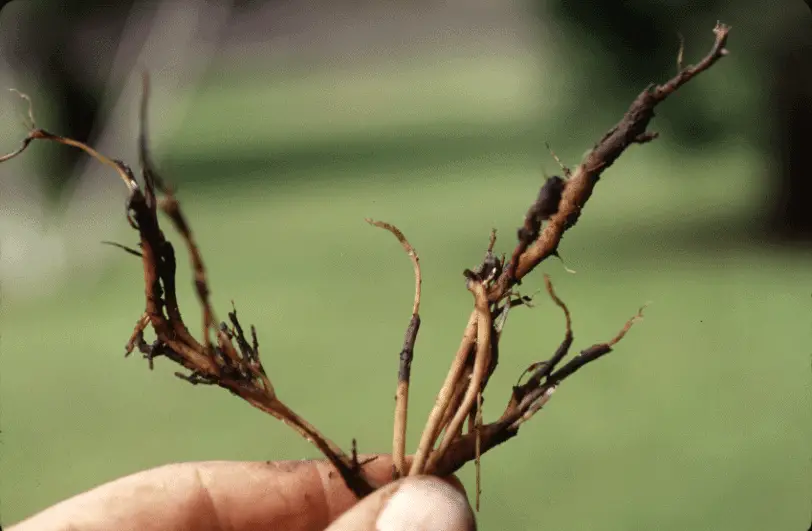 root rot