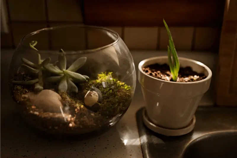 terrarium sunlight