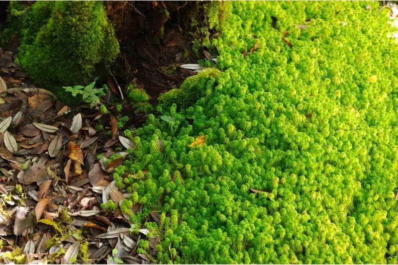 24 Sphagnum Moss