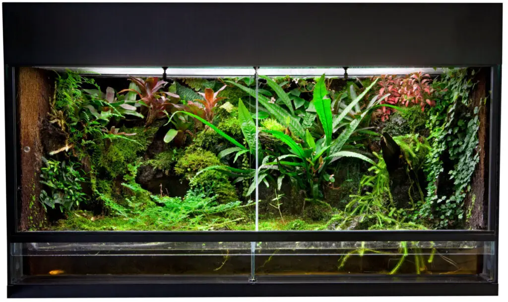 large bioactive terrarium enclosure