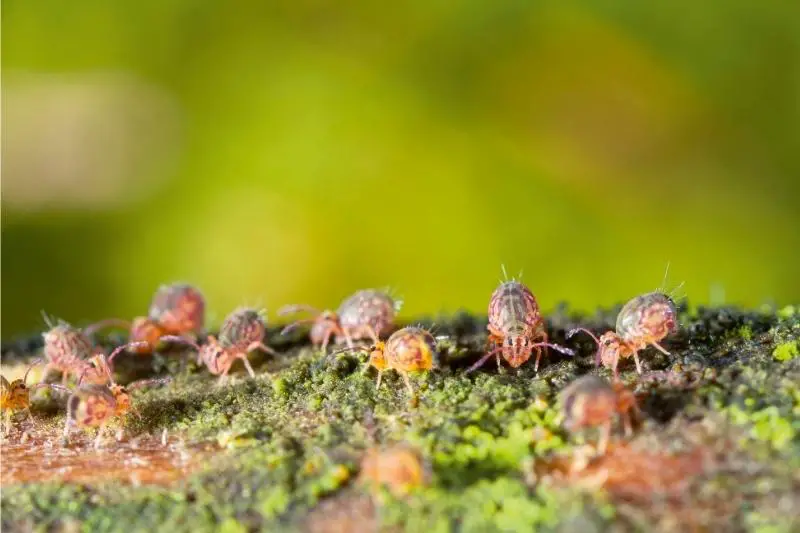 Springtails