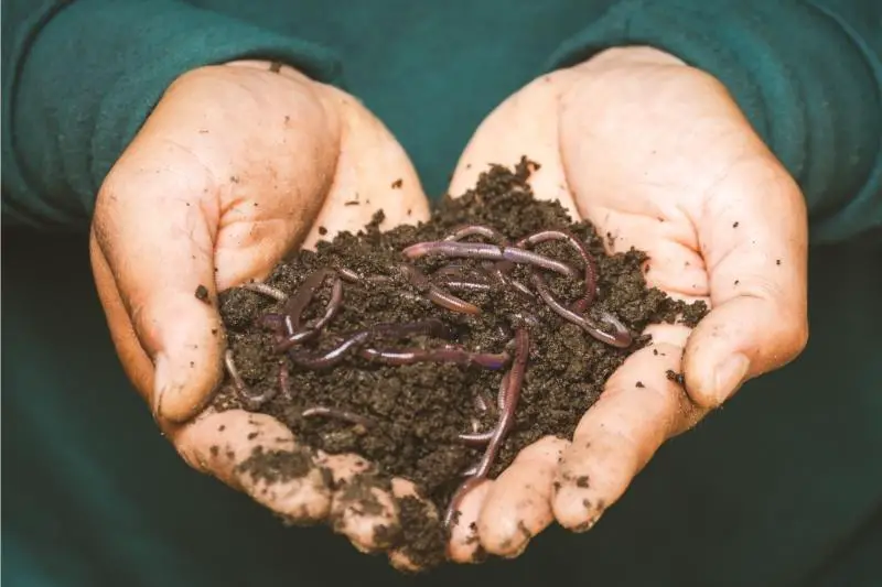 earthworms